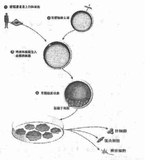 克隆技術(shù)視角下的人體干細(xì)胞開(kāi)發(fā)與應(yīng)用